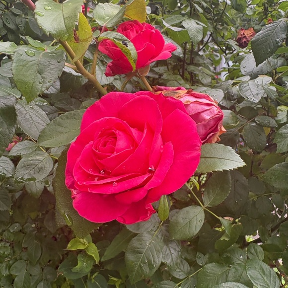 Meet your Posher, Martine - Picture 1 of 1